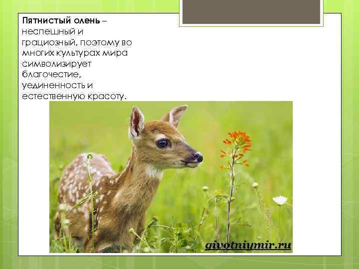 Пятнистый олень – неспешный и грациозный, поэтому во многих культурах мира символизирует благочестие, уединенность