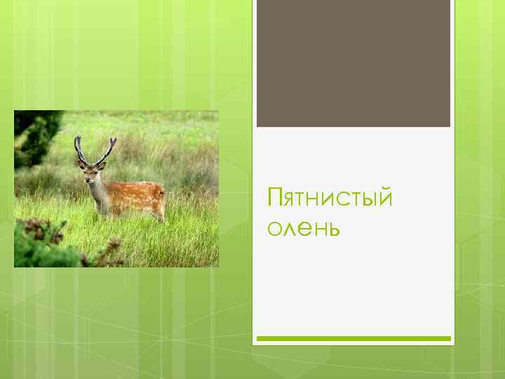 Пятнистый олень 