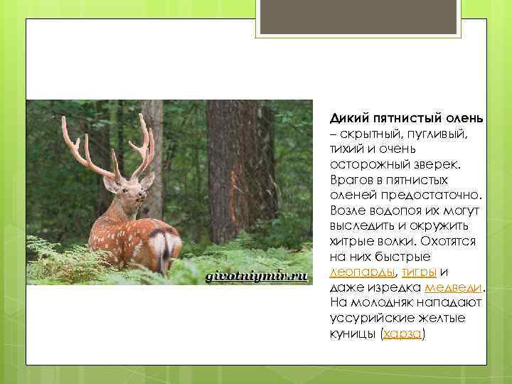 Дикий пятнистый олень – скрытный, пугливый, тихий и очень осторожный зверек. Врагов в пятнистых
