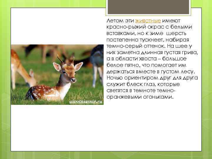 Летом эти животные имеют красно-рыжий окрас с белыми вставками, но к зиме шерсть постепенно