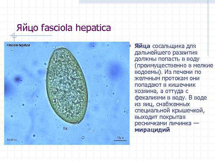 Яйцо fasciola hepatica Яйца сосальщика для дальнейшего развития должны попасть в воду (преимущественно в