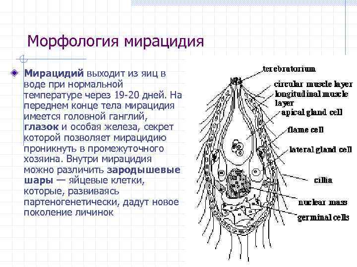 Морфология мирацидия Мирацидий выходит из яиц в воде при нормальной температуре через 19 -20