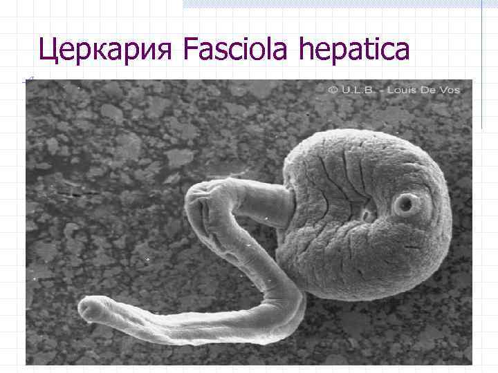 Церкария Fasciola hepatica 