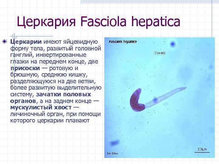 Церкария Fasciola hepatica Церкарии имеют яйцевидную форму тела, развитый головной ганглий, инвертированные глазки на