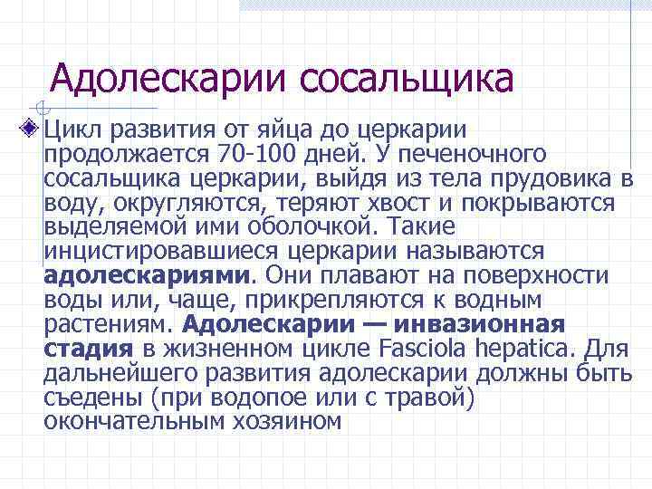 Адолескарии сосальщика Цикл развития от яйца до церкарии продолжается 70 -100 дней. У печеночного