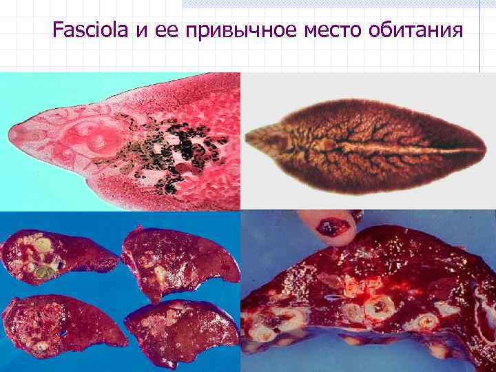 Fasciola и ее привычное место обитания 