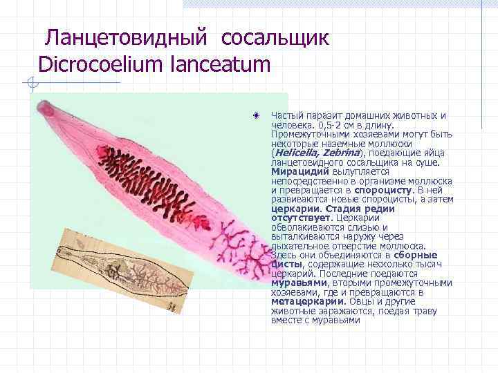 Ланцетовидный сосальщик Dicrocoelium lanceatum Частый паразит домашних животных и человека. 0, 5 -2 см