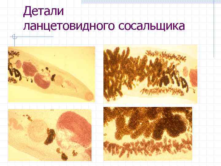 Детали ланцетовидного сосальщика 