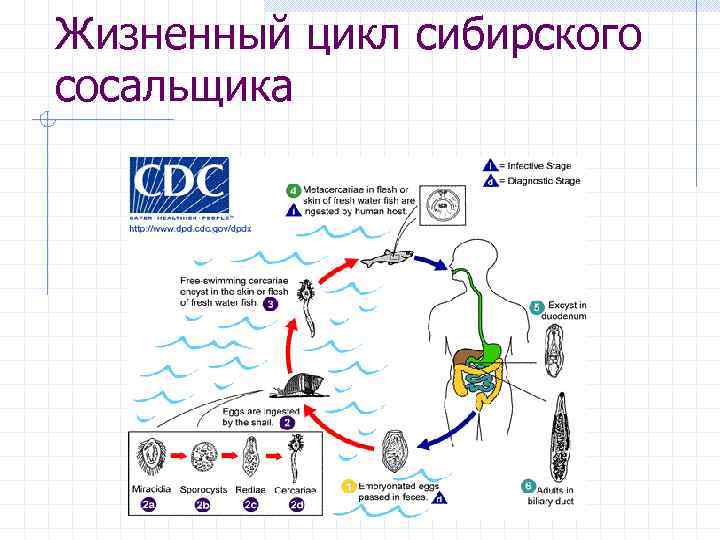 Жизненный цикл сибирского сосальщика 