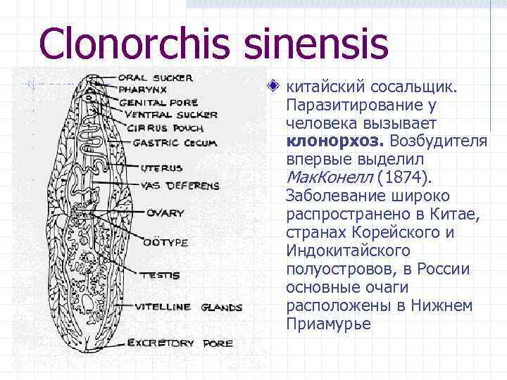 Clonorchis sinensis