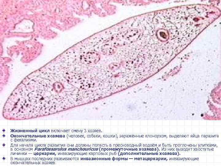 Жизненный цикл включает смену 3 хозяев. Окончательные хозяева (человек, собаки, кошки), заражённые клонорхом, выделяют