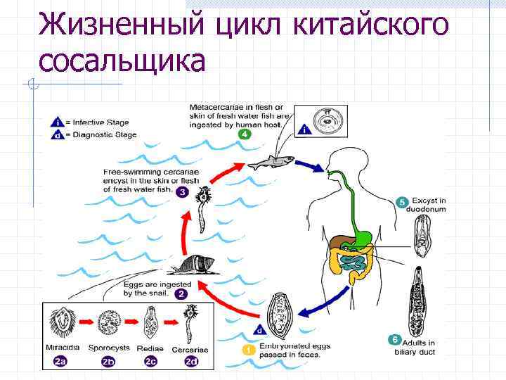 Жизненный цикл сосальщика. Китайский сосальщик промежуточный хозяин. Жизненный цикл плоских червей схема. Китайский сосальщик жизненный цикл. Жизненный цикл китайского сосальщика таблица.