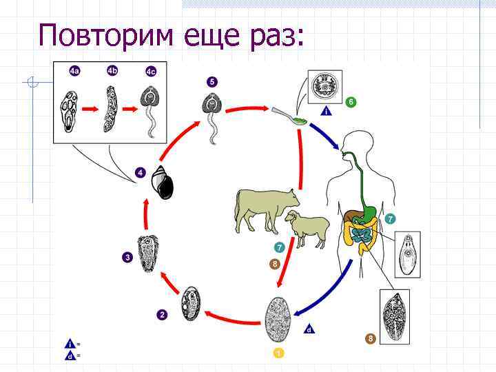 Повторим еще раз: 