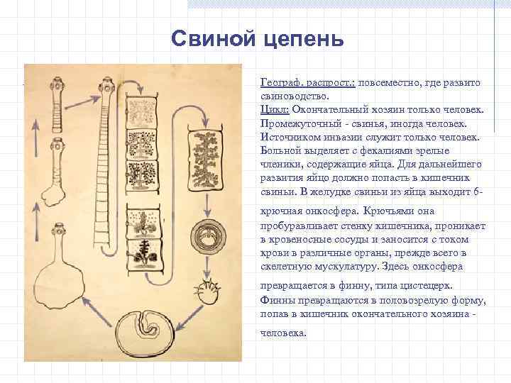 Свиной цепень Географ. распрост. : повсеместно, где развито свиноводство. Цикл: Окончательный хозяин только человек.