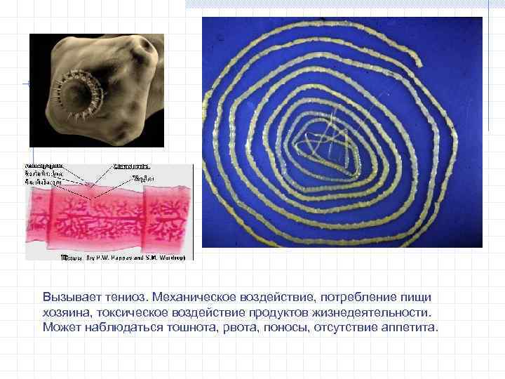 Вызывает тениоз. Механическое воздействие, потребление пищи хозяина, токсическое воздействие продуктов жизнедеятельности. Может наблюдаться тошнота,