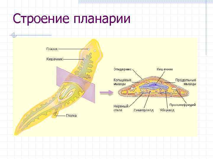 Строение планарии 