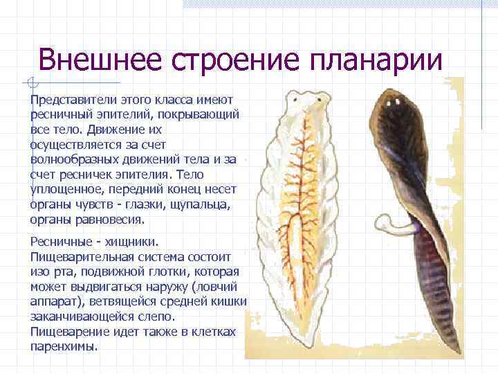 Внешнее строение планарии Представители этого класса имеют ресничный эпителий, покрывающий все тело. Движение их