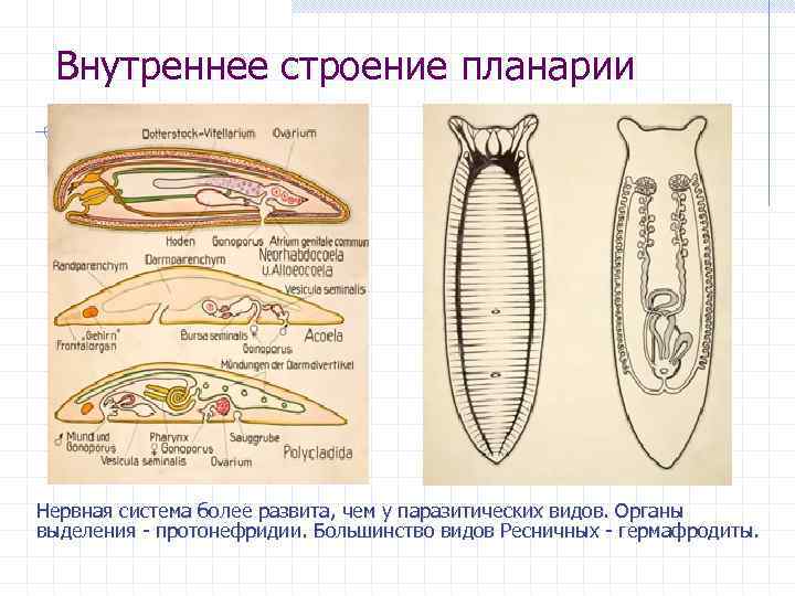 Системы органов планарии рисунки