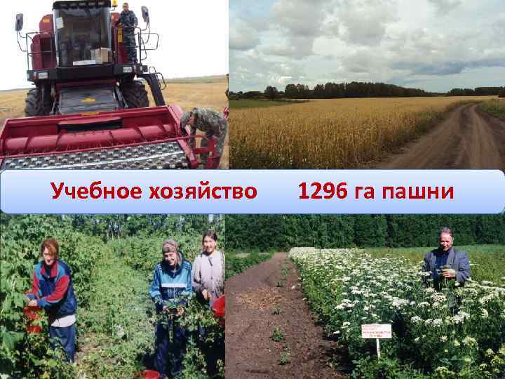 Учебное хозяйство 1296 га пашни 