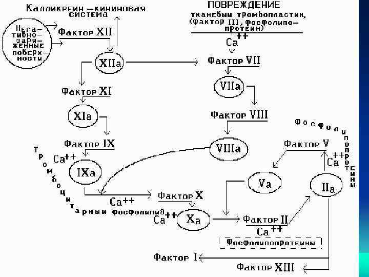 Калликреин кининовая система схема