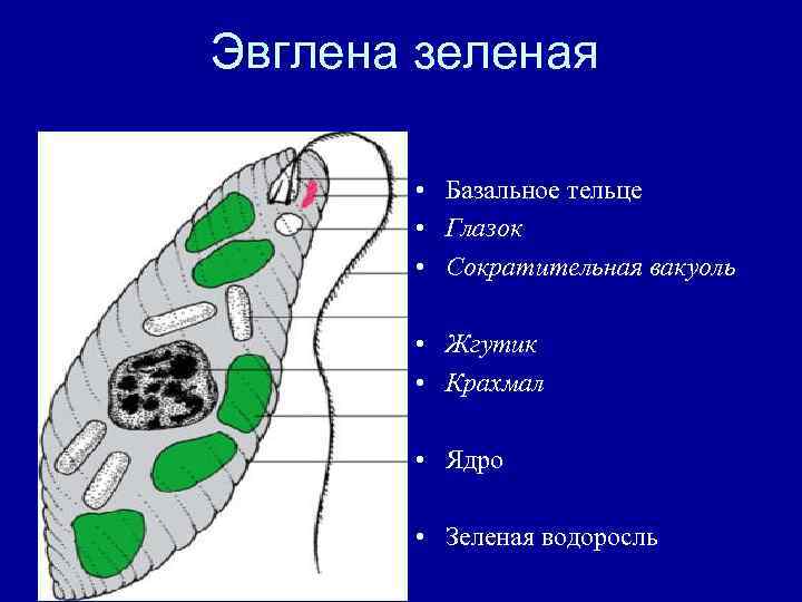 Эвглена зеленая • • • Базальное тельце Глазок Сократительная вакуоль Жгутик Крахмал • Ядро