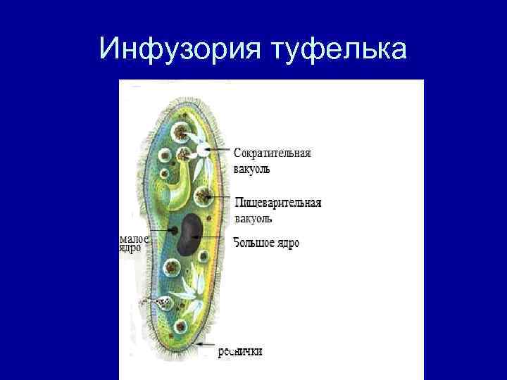 Инфузория туфелька 