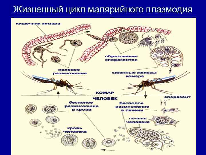 Жизненный цикл малярийного плазмодия 