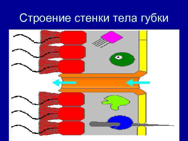 Строение стенки тела губки 