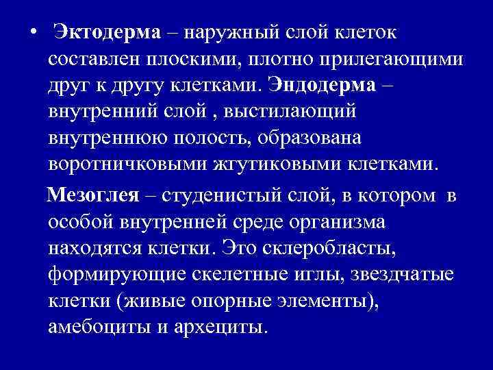  • Эктодерма – наружный слой клеток составлен плоскими, плотно прилегающими друг к другу