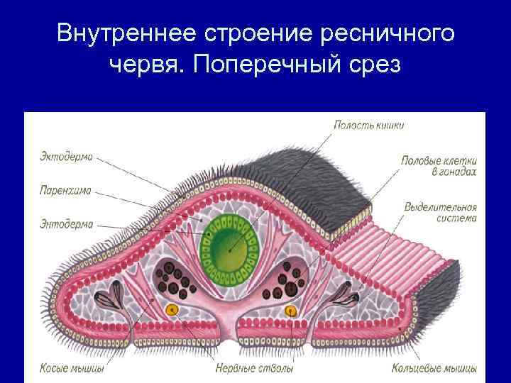 Внутреннее строение ресничного червя. Поперечный срез 