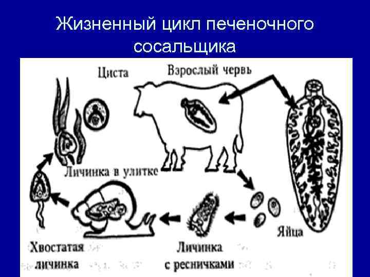 Жизненный цикл печеночного сосальщика 