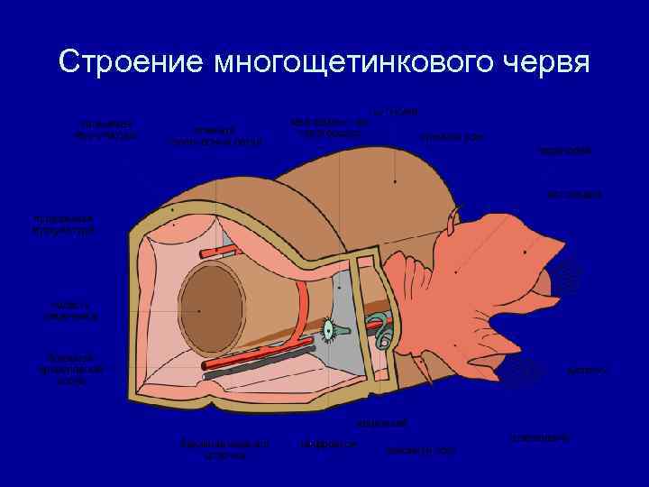 Строение многощетинкового червя 