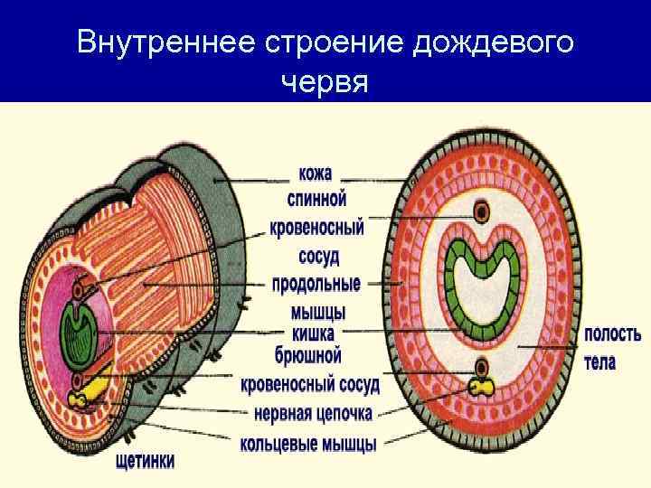 Внутреннее строение дождевого червя 