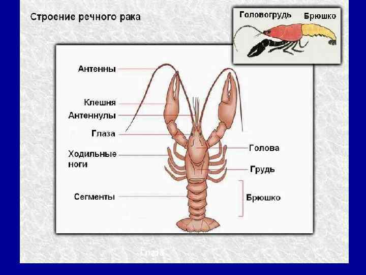 Строение речного рака 