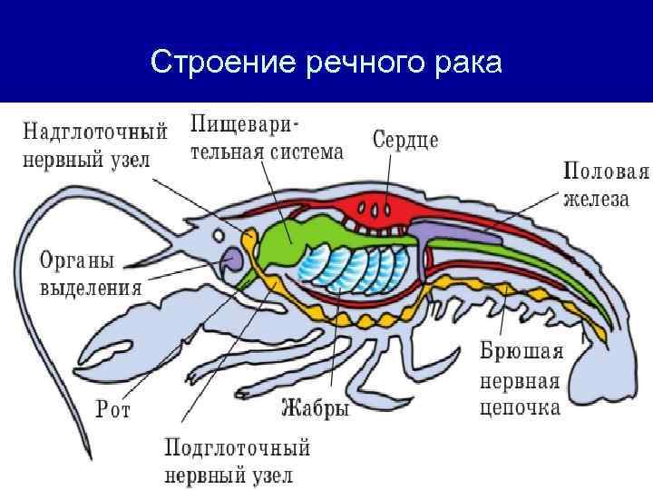 Строение речного рака 