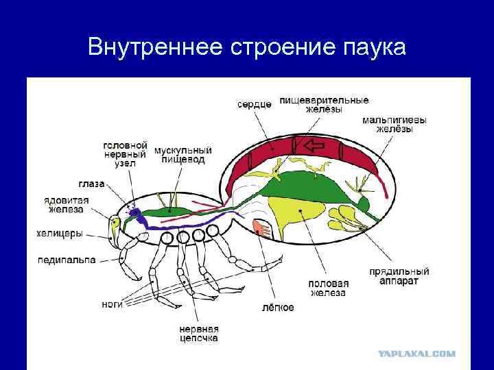 Внутреннее строение паука 