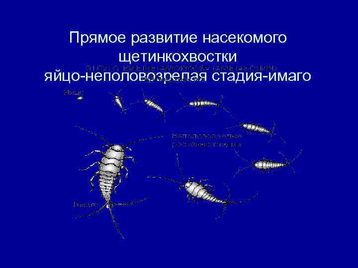 Прямое развитие насекомого щетинкохвостки яйцо-неполовозрелая стадия-имаго 