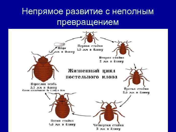 Непрямое развитие с неполным превращением 