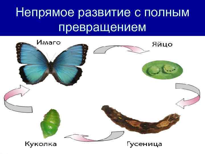 Непрямое развитие с полным превращением 