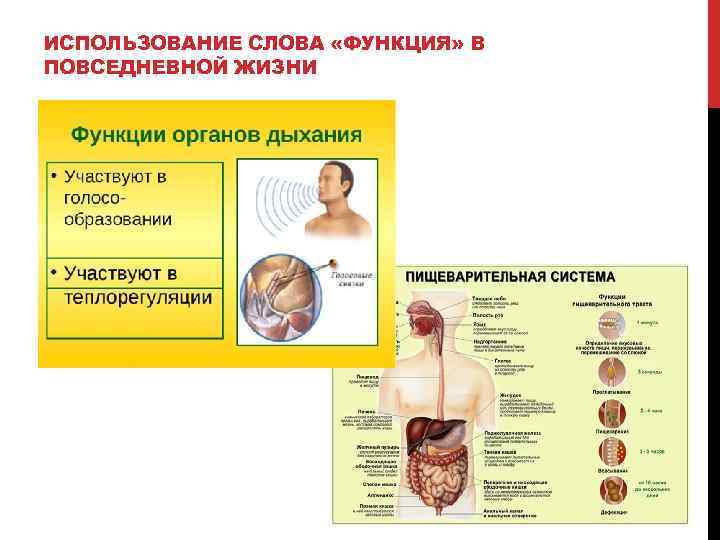 ИСПОЛЬЗОВАНИЕ СЛОВА «ФУНКЦИЯ» В ПОВСЕДНЕВНОЙ ЖИЗНИ 