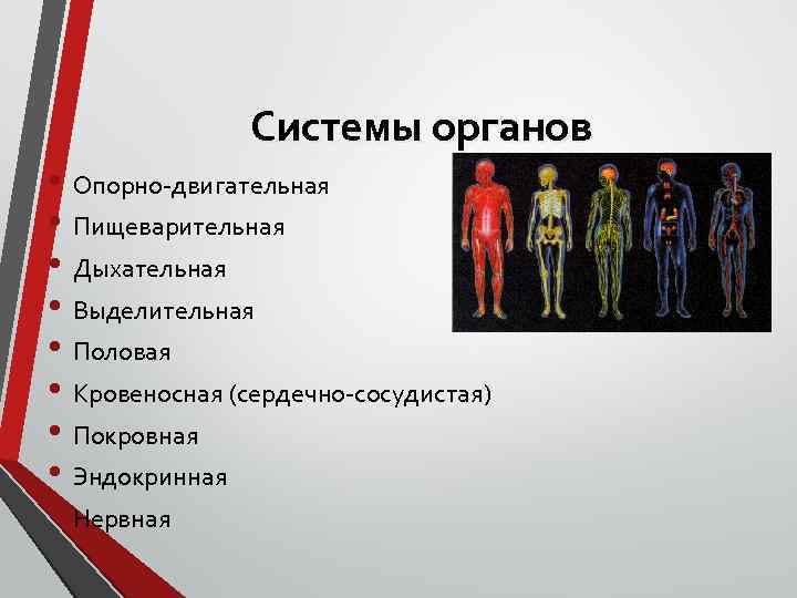 Системы органов • Опорно-двигательная • Пищеварительная • Дыхательная • Выделительная • Половая • Кровеносная