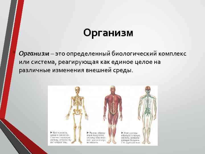 Организм • Организм – это определенный биологический комплекс или система, реагирующая как единое целое