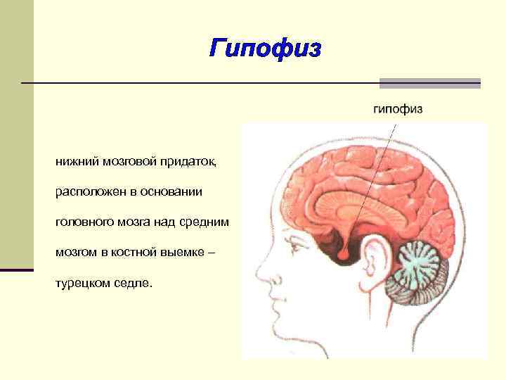 Гипофиз нижний мозговой придаток, расположен в основании головного мозга над средним мозгом в костной