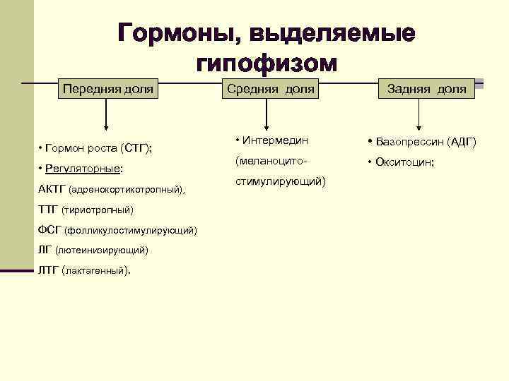 Гормоны, выделяемые гипофизом Передняя доля • Гормон роста (СТГ); • Регуляторные: АКТГ (адренокортикотропный), ТТГ