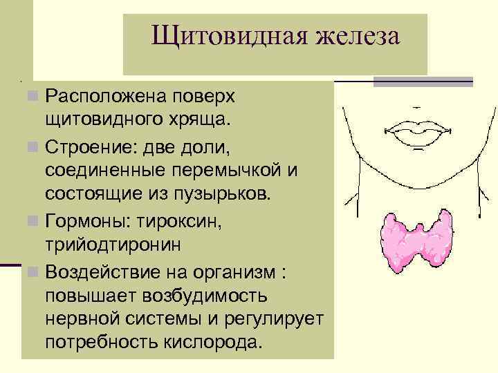 Щитовидная железа n Расположена поверх щитовидного хряща. n Строение: две доли, соединенные перемычкой и