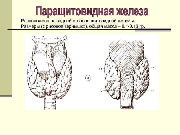 Расположена на задней стороне щитовидной железы. Размеры (с рисовое зернышко), общая масса – 0,