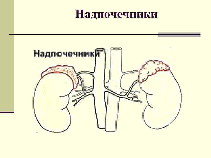 Надпочечники 