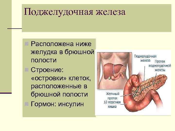 Поджелудочная железа n Расположена ниже желудка в брюшной полости n Строение: «островки» клеток, расположенные