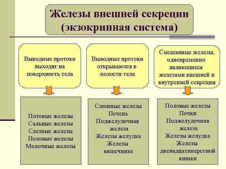 Железы внешней секреции (экзокринная система) Выводные протоки выходят на поверхность тела Выводные протоки открываются