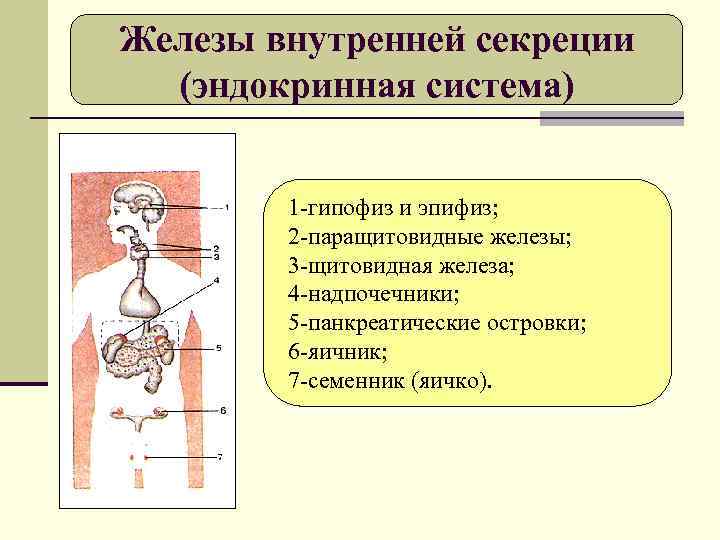 Железы внутренней секреции (эндокринная система) 1 -гипофиз и эпифиз; 2 -паращитовидные железы; 3 -щитовидная